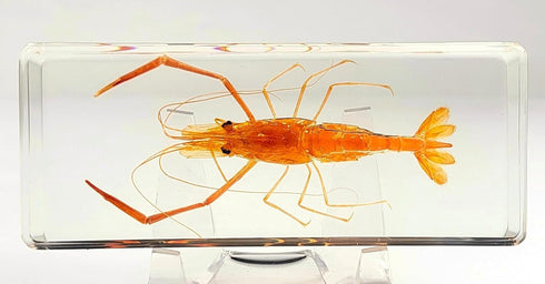 Large 4.3" Real Shrimp Oriental Freshwater River Prawn in Crystal Clear Lucite