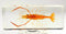 Large 4.3" Real Shrimp Oriental Freshwater River Prawn in Crystal Clear Lucite
