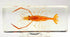 Large 4.3" Real Shrimp Oriental Freshwater River Prawn in Crystal Clear Lucite