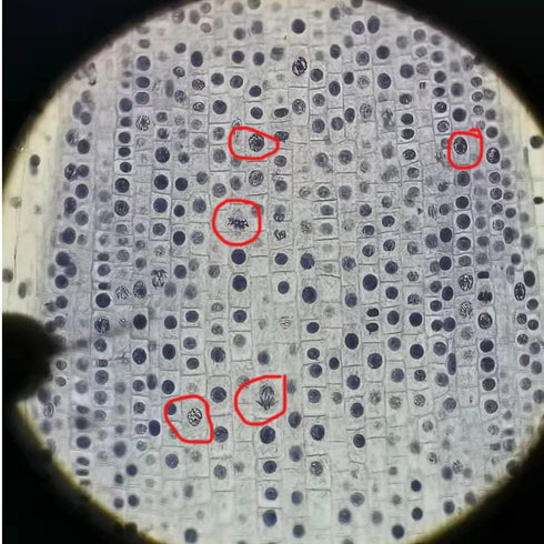 Prepared Animal Plant Cell Mitosis Meiosis Microscope Slides Set, 5pcs for Biology Class