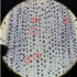 Prepared Animal Plant Cell Mitosis Meiosis Microscope Slides Set, 5pcs for Biology Class