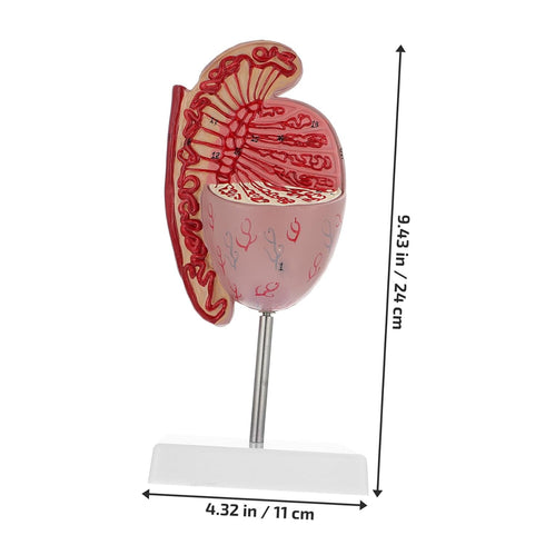 Detailed Human Organ Dissection Model Kit for Biology Education