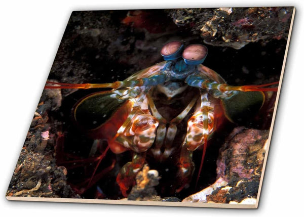 3dRose Indonesia. Green Mantis Shrimp, crustacean-AS11 MWE0264 - Michele Westmorland 12 Inch