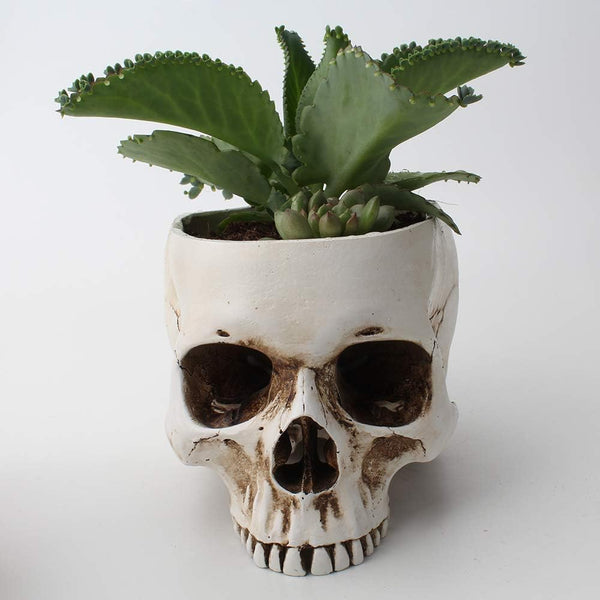 Mikayoo Skull Pen Holder - Skull Makeup Brush Holder and Storage Box for Office Desk, Green Plant Flower Pot