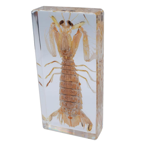 Cherish XT Taxidermy Mantis Shrimp, Real Mantis Shrimp Specimens Animal Specimen in Resin for Science Classroom Science