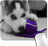 Siberian Husky Pup Playing with Purple Blue Ball Cute Large Mouse Pad Custom