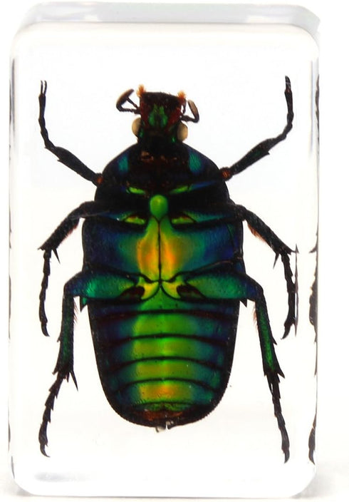 QTMY Insect in Resin Specimen Collection - Paperweight for Office Desk, Green Cockchafer Beetle