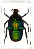 QTMY Insect in Resin Specimen Collection - Paperweight for Office Desk, Green Cockchafer Beetle