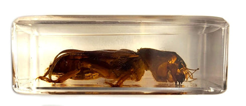 44mm Real Mole Cricket in Crystal Clear Lucite Resin, Preserved Specimen for Biology Science Education