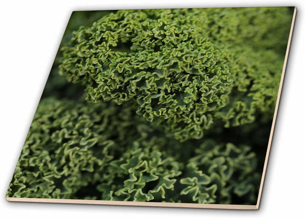 3dRose A Macro Photograph of a Bunch of Curly Kale in the