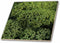 3dRose A Macro Photograph of a Bunch of Curly Kale in the