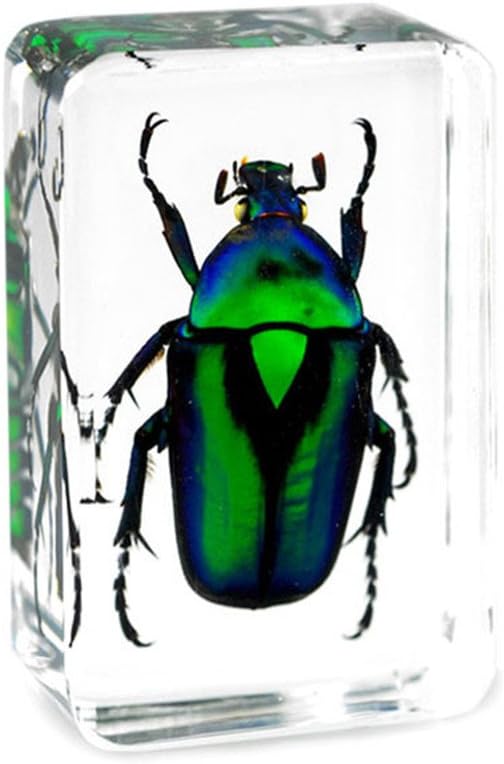 QTMY Insect in Resin Specimen Collection - Paperweight for Office Desk, Green Cockchafer Beetle