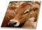 3dRose Jersey Dairy Cows, Rib Lake, Wisconsin - US50 KRS0004 - Keith