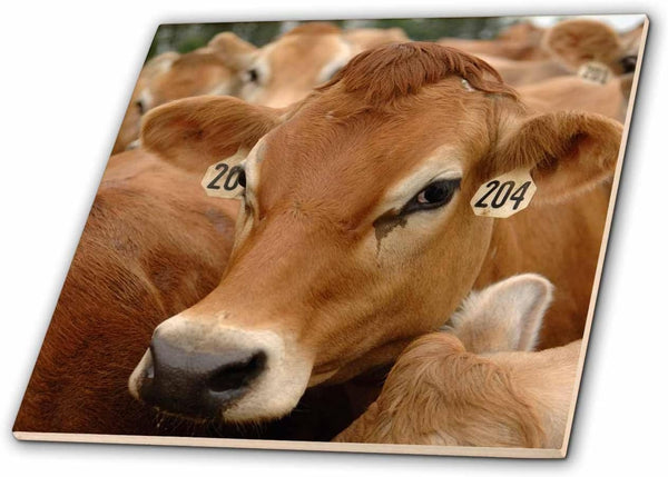 3dRose Jersey Dairy Cows, Rib Lake, Wisconsin - US50 KRS0004 - Keith