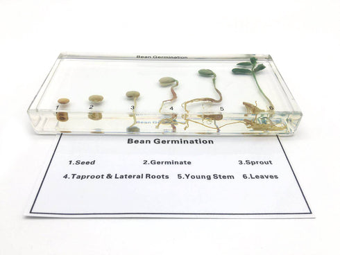 Bean Germination in Acrylic Block, Lifecycle of Bean Biology Science Classroom Specimens