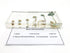 Bean Germination in Acrylic Block, Lifecycle of Bean Biology Science Classroom Specimens