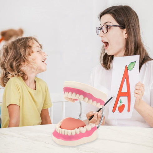 6 RONTEN Dental Teeth Care Model-Mouth Model for Speech Therapy, Enlarged Times Standard Size, for Both Dental