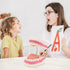 6 RONTEN Dental Teeth Care Model-Mouth Model for Speech Therapy, Enlarged Times Standard Size, for Both Dental