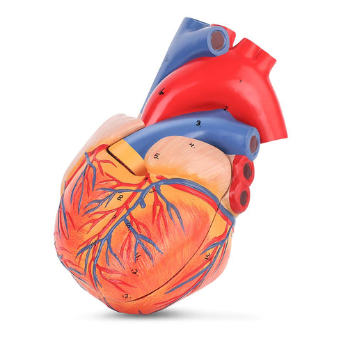 2-Part 48 LYOU Human Heart Model, Life Size Anatomically Accurate Numbered Heart Medical Model Shows Anatomical