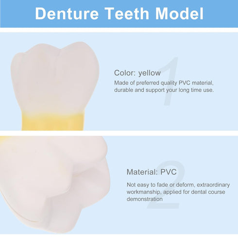 UPKOCH Molar Teeth Model for Dentist Simulation PVC Anatomical Tooth Specimen Oral Health Display Model for Teaching