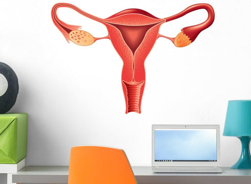 Wallmonkeys Female Reproductive System Anatomy Wall Decal Peel and Stick Graphic (24