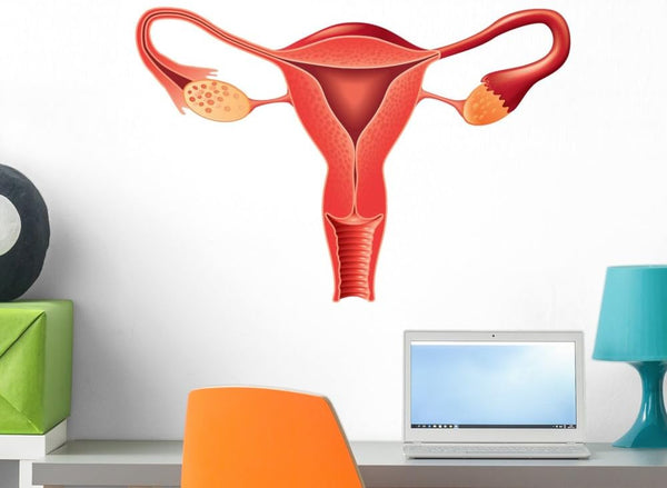 Wallmonkeys Female Reproductive System Anatomy Wall Decal Peel and Stick Graphic (24