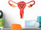Wallmonkeys Female Reproductive System Anatomy Wall Decal Peel and Stick Graphic (24