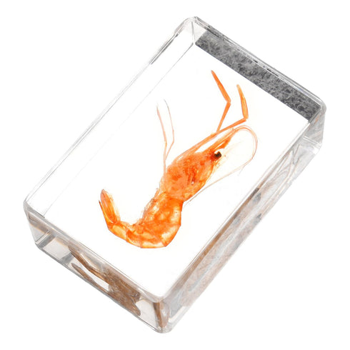 GARVALON Artificial Resin Shrimp Specimen for Education and Home Collection Teaching Tool