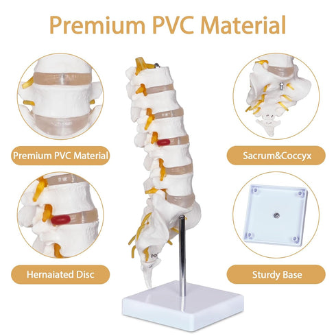 NLShan Scientific Lumbar Spine Model with 5 Vertebrae, Life Size Human Anatomy Model for Classrooms and Offices