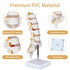 NLShan Scientific Lumbar Spine Model with 5 Vertebrae, Life Size Human Anatomy Model for Classrooms and Offices