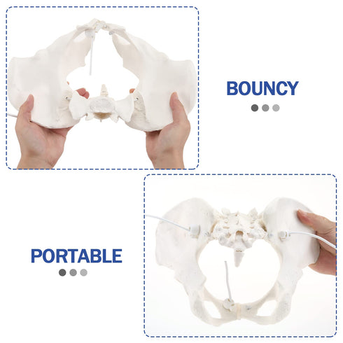 Communication, LYOU Life-Size Flexible Female Pelvis Model for Science Education, Obstetrics, Gynecology & Patient