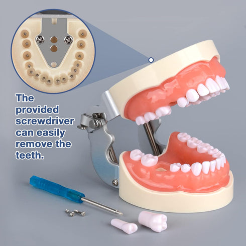 Typodont Teeth Model with 32 Detachable Teeth for Dental Hygiene Students, Teaching and Practice Tool