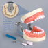 Typodont Teeth Model with 32 Detachable Teeth for Dental Hygiene Students, Teaching and Practice Tool