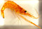 44mm Real Shrimp in Crystal Clear Lucite Resin Crafts Specimen Preserved Oriental