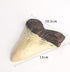 REYINL 5.5 Inch Megalodon (Carcharodon megalodon) tooth, Ivory Color with Serrations(Replica)