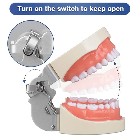 Typodont Teeth Model with 32 Detachable Teeth for Dental Hygiene Students, Teaching and Practice Tool