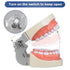 Typodont Teeth Model with 32 Detachable Teeth for Dental Hygiene Students, Teaching and Practice Tool