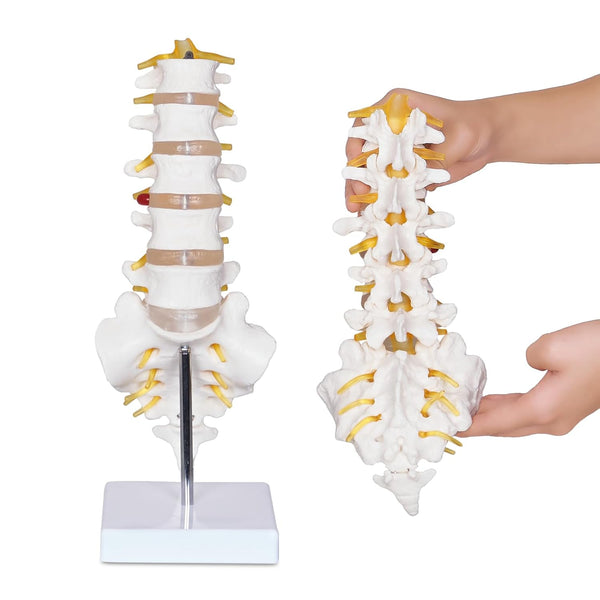 NLShan Scientific Lumbar Spine Model with 5 Vertebrae, Life Size Human Anatomy Model for Classrooms and Offices