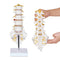 NLShan Scientific Lumbar Spine Model with 5 Vertebrae, Life Size Human Anatomy Model for Classrooms and Offices