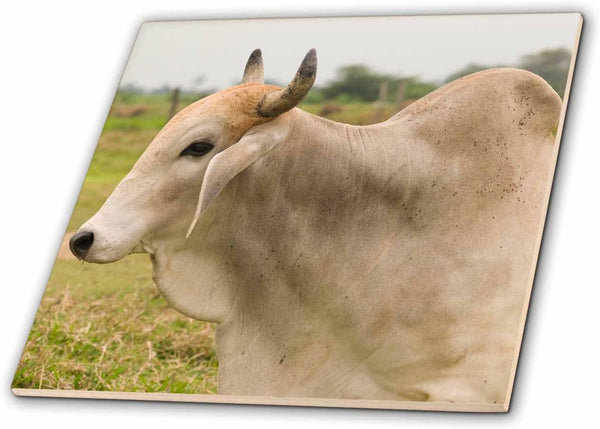 3dRose Ecuador, Salitre, Dairy Farm Animal, Zebu - SA07 VEN0018 - Victor