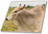 3dRose Ecuador, Salitre, Dairy Farm Animal, Zebu - SA07 VEN0018 - Victor
