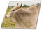 3dRose Ecuador, Salitre, Dairy Farm Animal, Zebu - SA07 VEN0018 - Victor