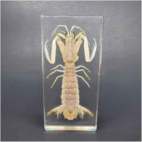 GFAZXDS Penaeid Shrimp Specimen Real Marine Animal Shrimp Specimen Resin Desk Paperweight Science Classroom Taxidermy