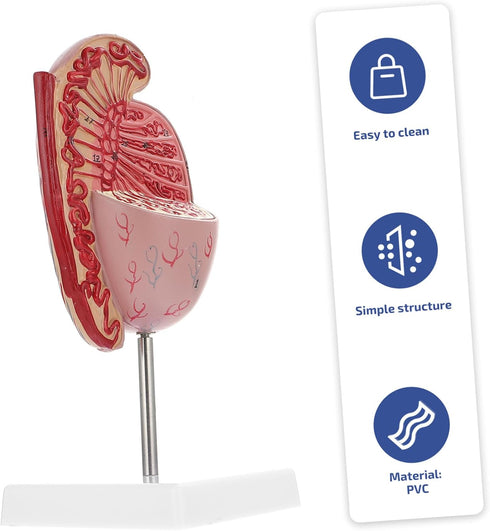 Anatomical Model of Male Reproductive System Enlarged Model for Medical Study and Biology Teaching for Educational