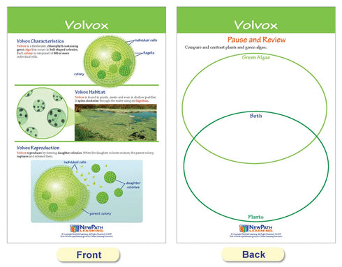 NewPath Learning Protists Bulletin Board Charts, Set of 8, Laminated, Double-Sided, Full-Color, 12" x 18" (94-7017)
