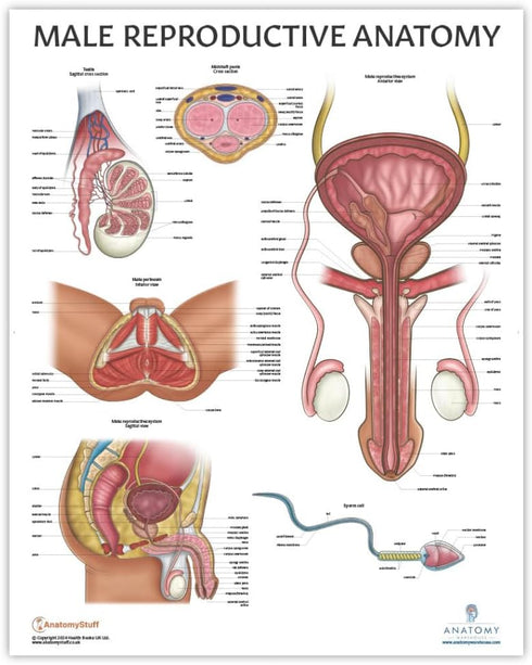 2 Pack Male and Female Reproductive System Anatomy Poster Set, Laminated, 17.3 x 22.5 Inches for Education