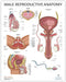 Anatomy Lab Human Male Reproductive System Anatomy Poster, 17.3 x 22.5 Inches,