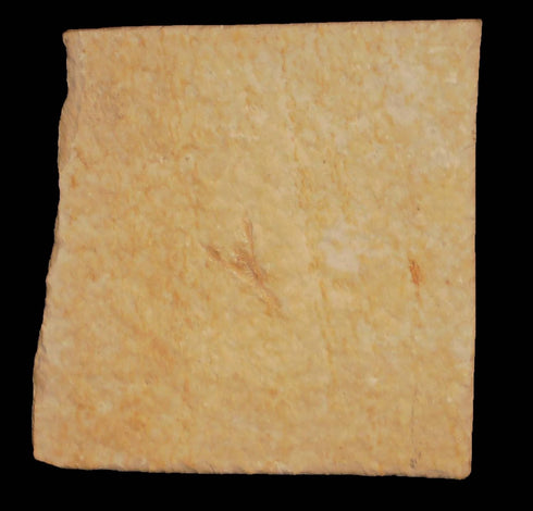 Eryma modestiformis Crab Fossil (Fossils) CRA12