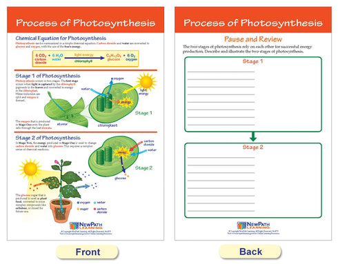 NewPath Learning Photosynthesis & Respiration Bulletin Board Charts, Set of 6 - Laminated, Double-Sided, 12" x 18"