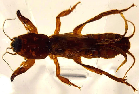 44mm Real Mole Cricket in Crystal Clear Lucite Resin, Preserved Specimen for Biology Science Education